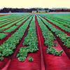 Cabbage Field
 Oil on Canvas  
 16 x 20
